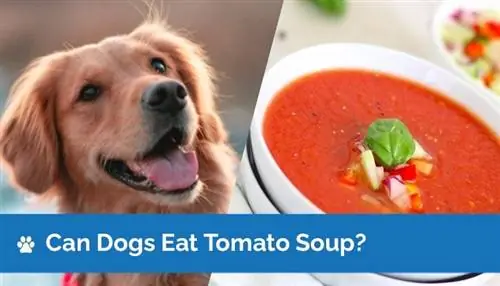 Kunnen honden tomatensoep eten? Gezondheid & Veiligheidsfeiten