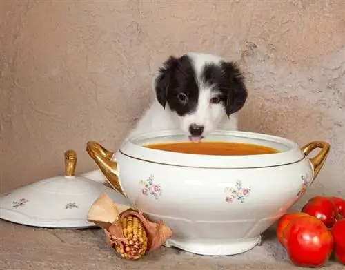 Perro comiendo sopa de tomate_shutterstock_Anneka