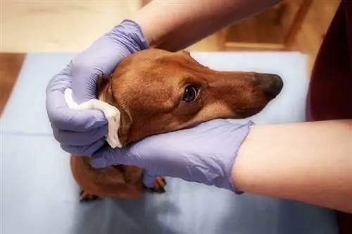 vet na naglilinis ng tainga ng dachshund