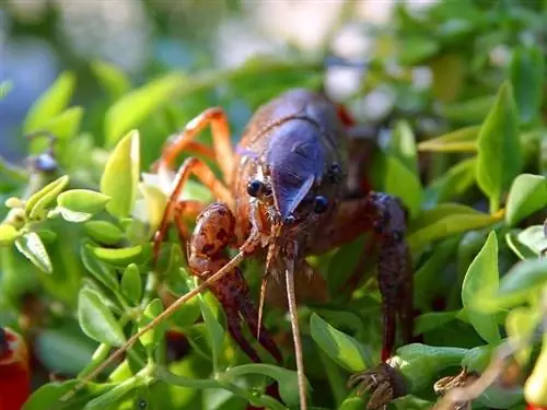 udang karang di atas tanaman air