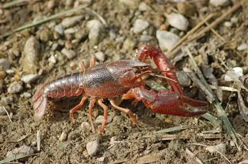 dej qab zib crayfish