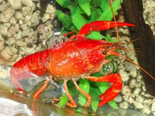 liab crayfish nyob rau hauv dej tshiab