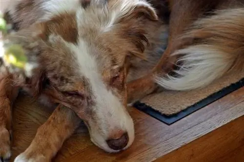 cão pastor australiano doente