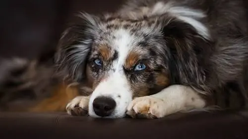 mini australische herder van dichtbij