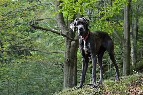 Great Dane skogen