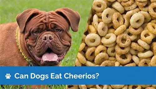 Kan honde Cheerios eet? Is Cheerios goed vir honde om te eet?