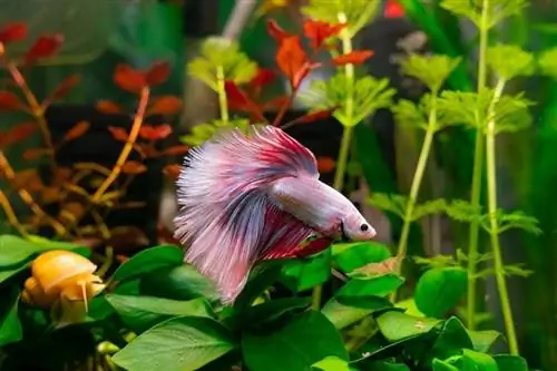 Betta-Fisch im Aquarium