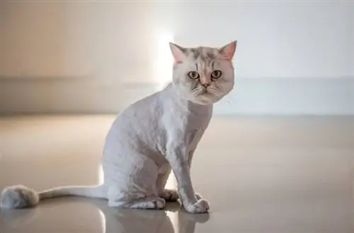 persian cat na may lion haircut style