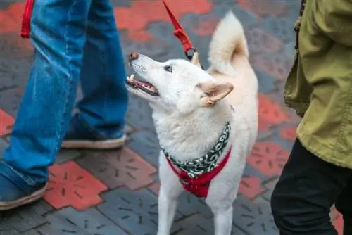 kitsu ken köpek