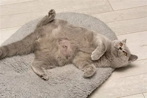 Il gatto domestico grigio British Shorthair giace sulla schiena e mostra una pancia rasata calva