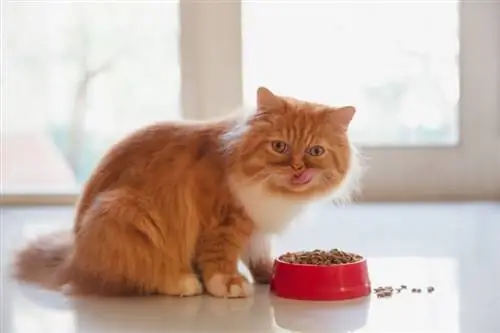 gato persa comiendo comida seca