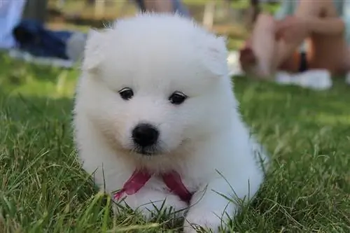 White Chow chow