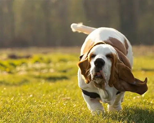 basset hound alergând