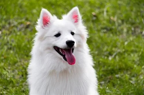 cara de perro esquimal americano