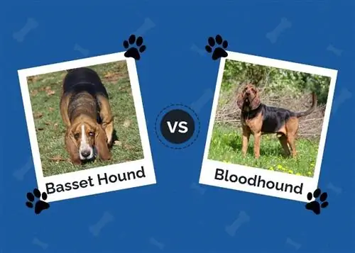 Basset Hound proti Bloodhoundu: glavne razlike (s slikami)