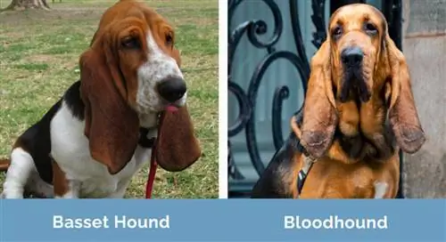 Basset Hound vs Bloodhound կողք կողքի