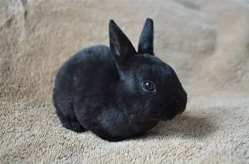 dub Mini rex luav