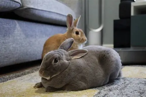 Coelho Mini Rex: fatos, cuidados, dieta, fotos & Mais