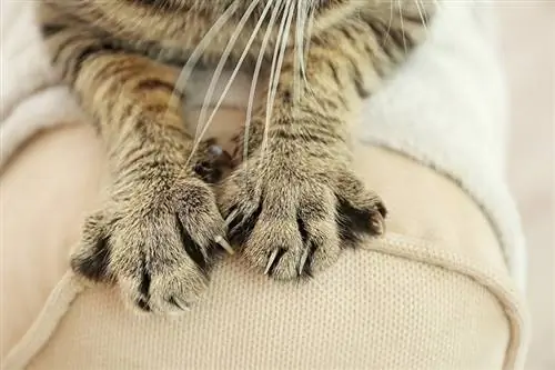 Cyperse kattenpoten op de rugleuning van de bank