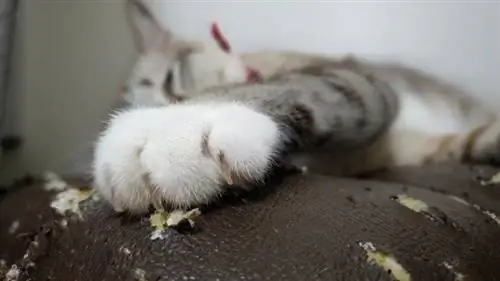 Zijn polydactyle katten ingeteeld? Alles wat u moet weten