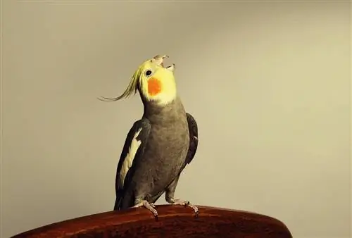 Cockatiel ulet duke ngritur kokën_Jolanta Beinarovica