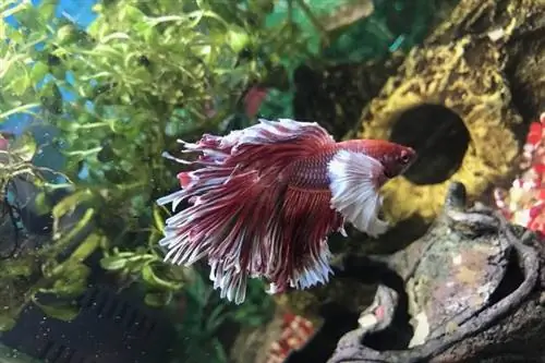 Elephant Ear Betta Fish (Dumbo): hoitoopas, kuvia, elinikä & Lisää