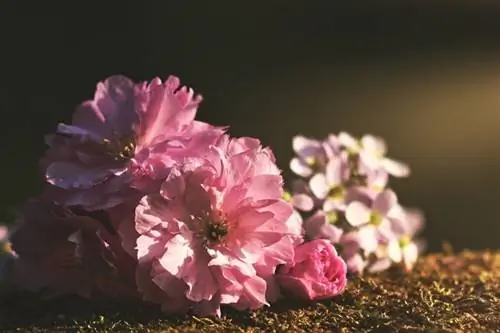 Վարդագույն peonies գետնին