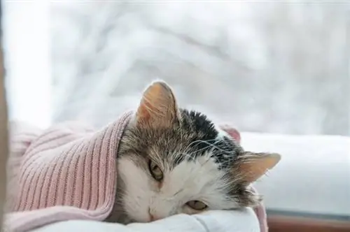 zieke kat bedekt met een deken ligt in de winter op het raam