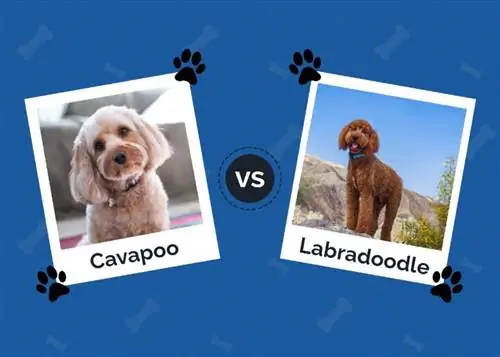 Cavapoo vs. Labradoodle: todas las diferencias (con imágenes)