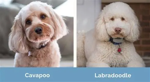 Cavapoo vs Labradoodle kõrvuti