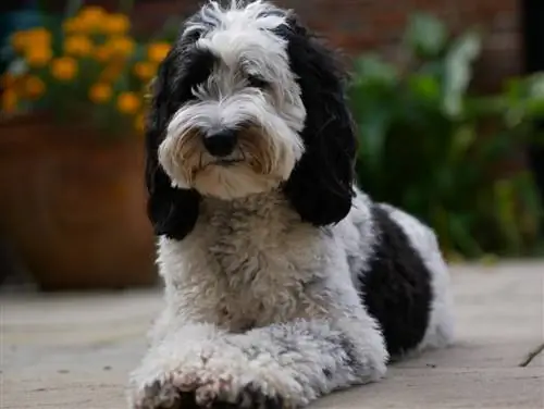 Labradoodle allongé dans une cour devant un lit de fleurs