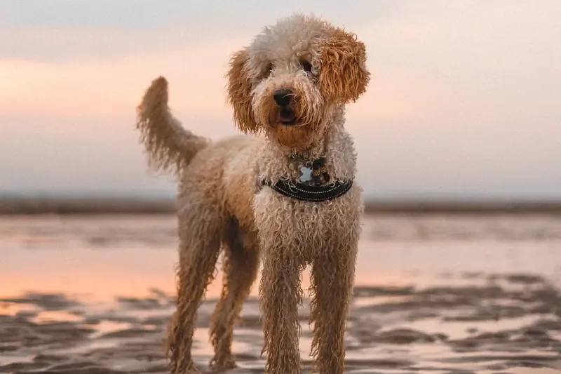 mokry brązowy labradoodle na plaży