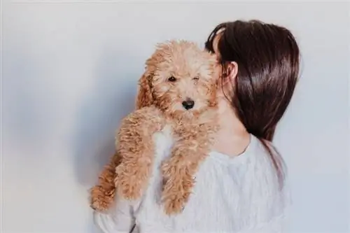 larawan ng isang Cute brown na laruang poodle kasama ang kanyang dalagang_eva_blanco_shutterstock