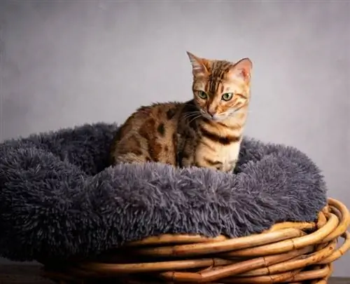 Chat mignon assis dans un lit de chat beignet