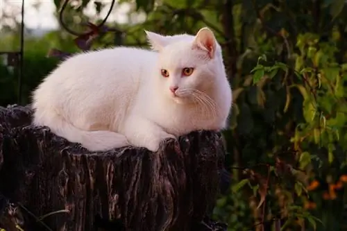 kucing putih tergeletak di batang kayu