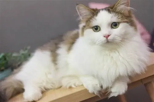 600+ Nama Kucing Anime: Pilihan Teratas Kami untuk Kucing Kawaii Anda