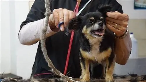 köpek bakımı