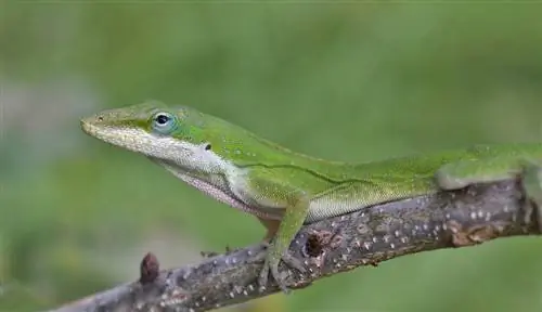 Anole e gjelbër në një degë