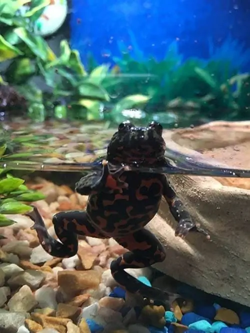 Vuurbuikpad in het aquarium