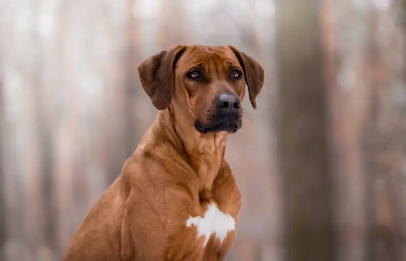 Mbwa wa Rhodesian Ridgeback akiwa nje