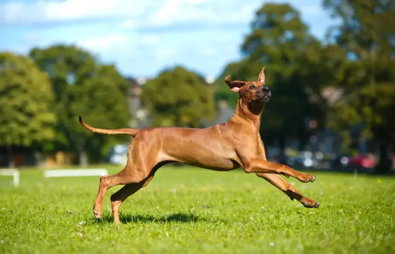 samice psa rhodéského ridgebacka běžící venku