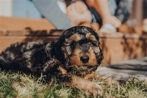 Chú chó con Phantom Cockapoo