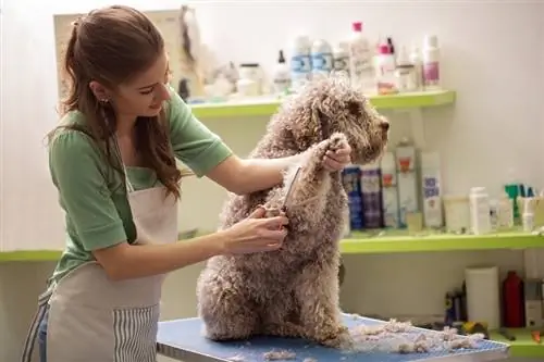 Il toelettatore sta tagliando un pelo di cane nel servizio di parrucchiere