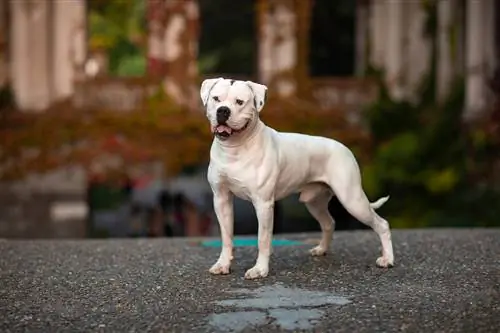 wit Amerikaanse bulhond in die park