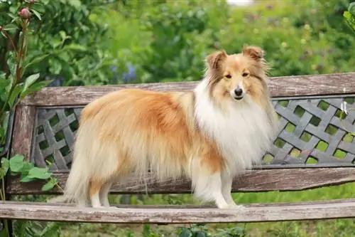 shetland çoban köpeği ayakta