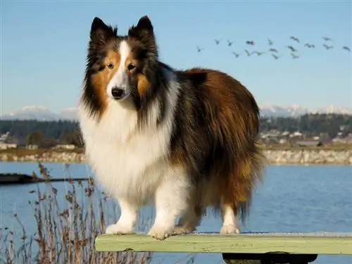 Shetland Sheepdog kwenye ufuo wa pwani