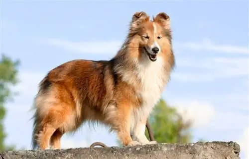 chien de berger shetland