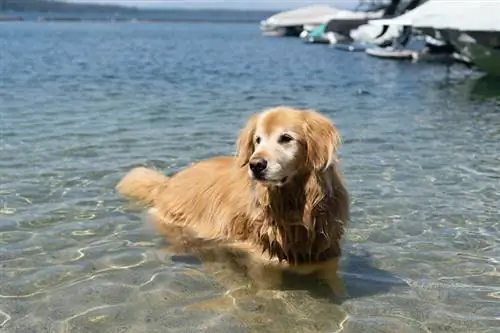 golden retriever svømmer ved lake tahoe