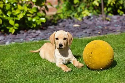 Mtoto wa mbwa wa Golden Retriever