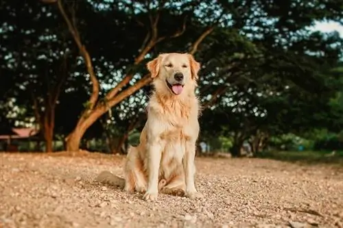 mannelijke golden retriever